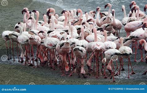 Pink Flamingos In Lagoon Walvis Bay Namibia Stock Photo Image Of Nature Idyllic
