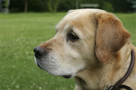 Learn more about dog hair loss and ask a vet online today at petmd.com. Hair Loss in Labrador Dogs | Cuteness