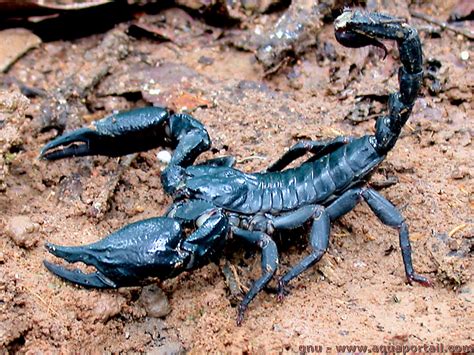 Scorpion Définition Et Explications