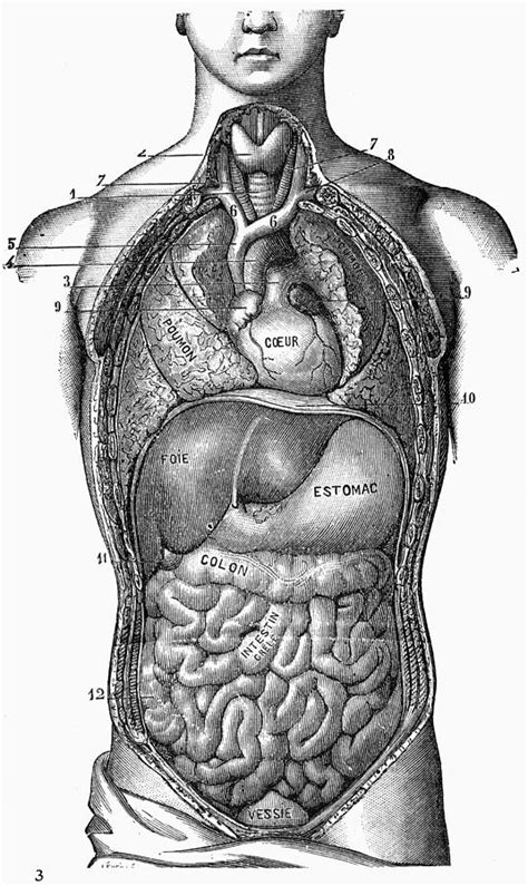 Human Anatomy Torso Organs
