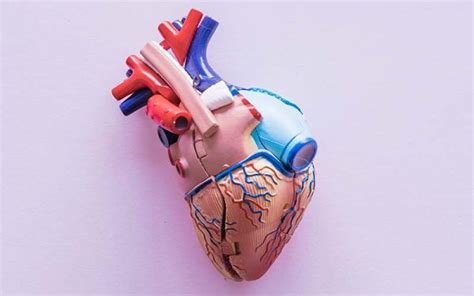 Srce Zanimljivosti I Zanimljive činjenice O Srcu