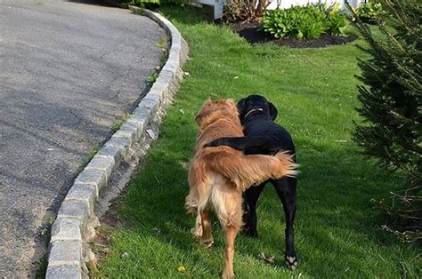20 Adorable Photos Of Dogs Being Best Friends