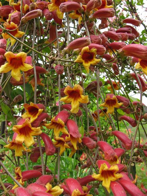 Choose from a variety of colours & types. Plants - North Carolina Native Plant Society
