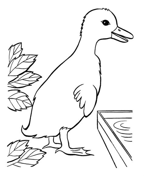 Bluebonkers Free Printable Easter Ducks Coloring Page Sheets 17