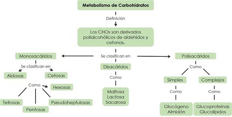 Mapa Conceptual Del Metabolismo De Los Carbohidratos Top Mapas Porn My XXX Hot Girl