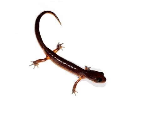 Mueller Lab Salamanders Genome Biology Evolution