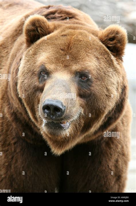 Kamchatka Brown Bear Ursus Arctos Beringianus Also Known As The Far