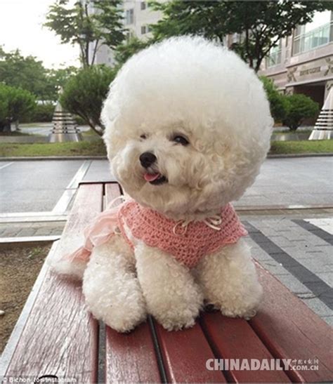 世界一かわいい犬、毛玉のようにふわふわ新華網日本語