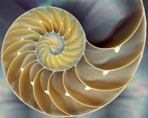 fibonacci s golden spiral the relationship between maths and nature naturphilosophie