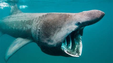 El Tiburón De Groenlandia Es El Vertebrado Más Longevo Puede Vivir Más