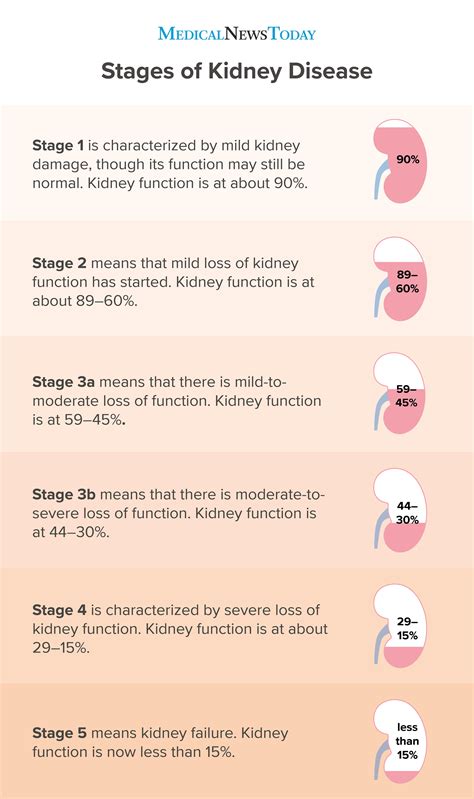 Kidney Failure Symptoms Causes Stages And More