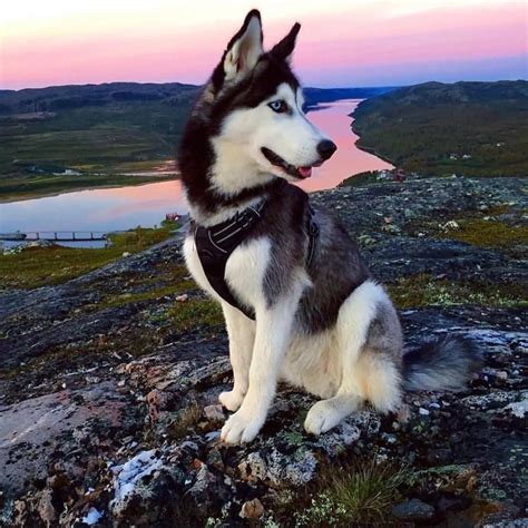 20 Amazing Husky Dog Pictures Images Photos And Wallpapers
