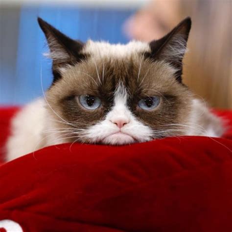 Internet Legend Grumpy Cat Dies Aged 7