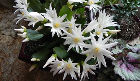 Easter Cactus Care Spring Cactus Houmse