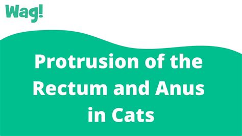 protrusion of the rectum and anus in cats wag youtube