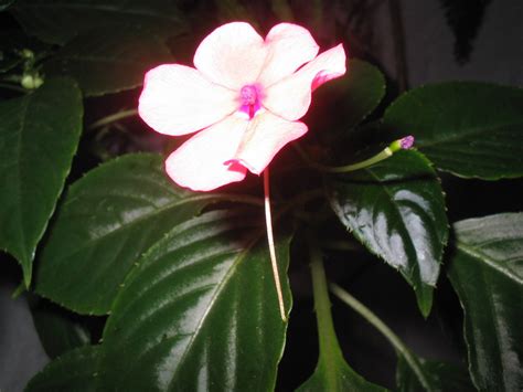 Night Flower 2 Free Photo Download Freeimages