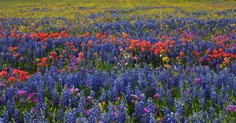 Maybe you would like to learn more about one of these? Glass Touch: Tip Toe Through the Texas Wildflowers