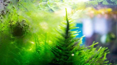 Black Algae In Fish Tank How To Get Rid Of It Permanently