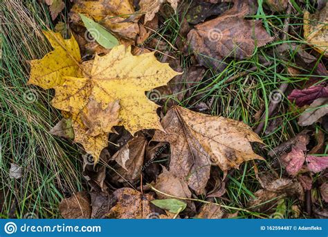 Yellow Autumn Leaves Fallen On Green Grass Stock Image Image Of