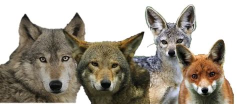 Comparing Canids Dogs Wolves Jackals Coyotes And Foxes Pet Wolf