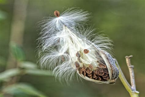 Bursting Milkweed Seed Pod Photograph By Constantine Gregory Pixels