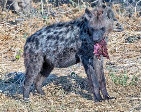 Spotted Hyena Okavango Delta Botswana Trouvaille Blue Flickr