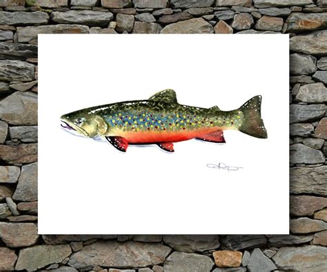 Brook Trout Art Print Watercolor Painting Fly Fishing Art Etsy