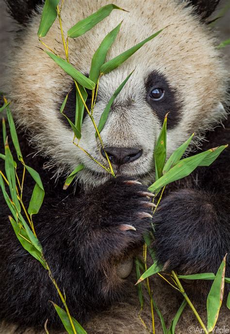 Pandas With Bamboo