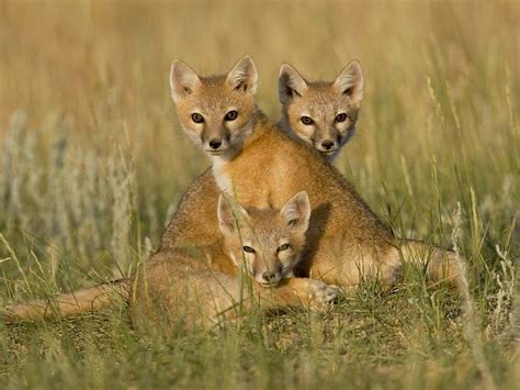 Daily Photos Swift Fox Babies Display Full Image