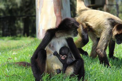 Second Spider Monkey Baby Born Taronga Conservation Society Australia