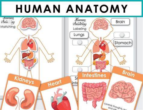 Human Anatomy Printable Homeschool Preschool Curriculum My Body