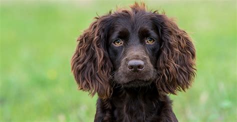 The boykin spaniel is a very calm, loving and loyal companion. Palmetto State Pup: The Boykin Spaniel - Local Life