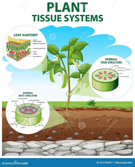 Plant Tissue Types Vector Illustration Labeled Educational Structure