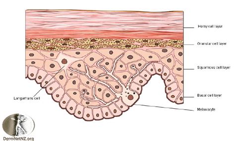Melanocytes, keratinocytes, merkel cells and langerhans cells. Structure of the epidermis : Biological Science Picture ...