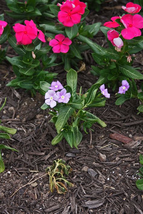 Flowers we well packaged and looked good when i received them. PLANTanswers: Plant Answers > DISEASE RESISTANT ANNUAL ...