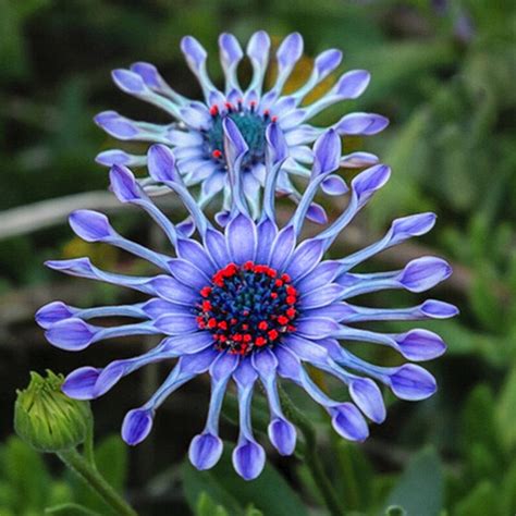 Buy garden plants (brugmansia) seeds online. 50PCs Rare Blue Daisy Plants Flower Seeds Exotic ...