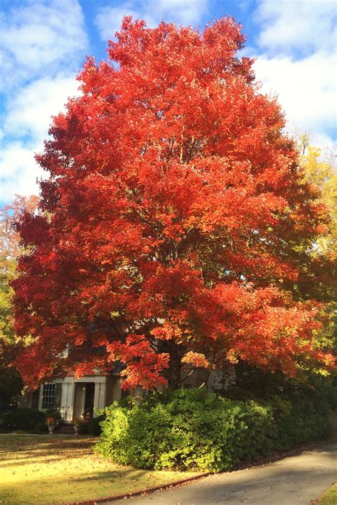 Theyre Quick And Pretty With No Mess Red Maple Tree Landscaping