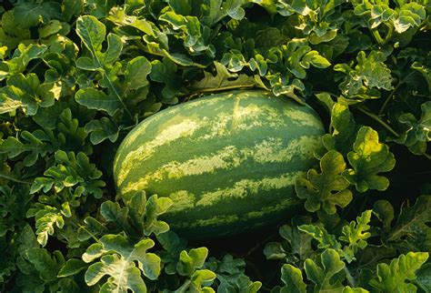 How To Grow Yellow Watermelons