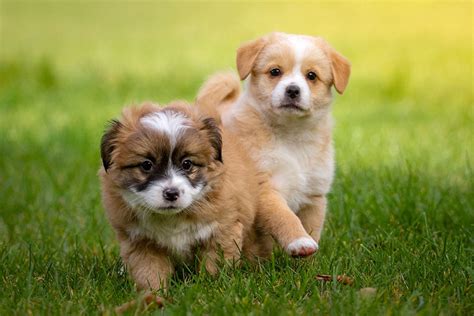 Türkiye'de En Çok Beslenen Küçük Köpek Cinsleri - Petyaşam