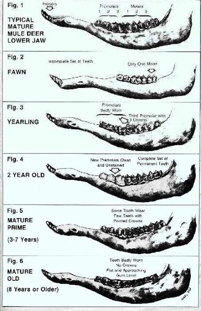 Deer Jaw Aging Chart