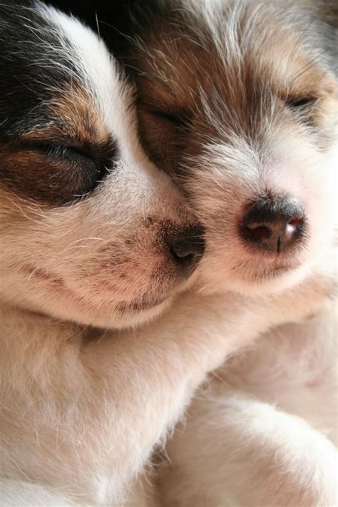 19 Amazingly Cute Pictures Of Animals Hugging Huffpost Uk
