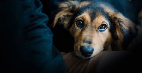 Since 1986, abc veterinary hospital has been committed to our clients and community of san marcos, ca, through continuing education, technological advances in veterinary medicine and service, and most importantly, providing compassionate care to all pets entrusted to us. Vet Near Me Augusta, GA 30901 | All God's Creatures ...