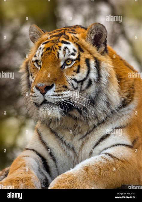 Amur Tiger Panthera Tigris Altaica Also Known As Siberian Tiger Stock