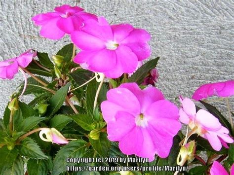 Impatiens Sunpatiens Compact Neon Pink