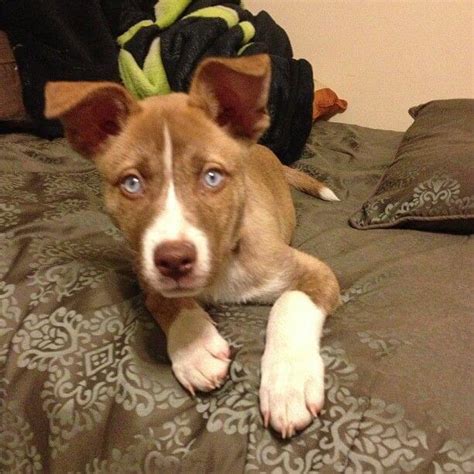 Highly energetic and smart, this mix has a stubborn streak and is best suited for experienced owners. Husky Pitbull Mix: Pitsky Puppies | The Husky Mix