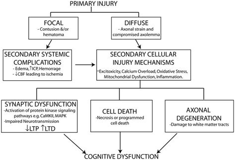 Schematic Representation Of Primary And Secondary Phases Of Injury