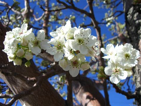 Pics For > White Flowering Trees | White flowering trees, Flowering ...