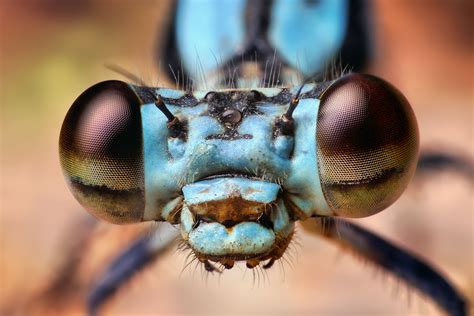 Insect Head Macro Photography Insects Insect Eyes Insect Photography