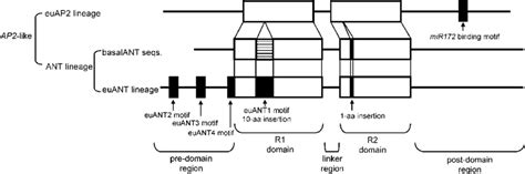 Detailed Structure Of Ap2 Like Genes Open Boxes Indicate Ap2 Domains