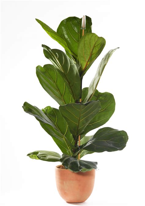 Your Apartment Needs These Indoor Plants Plants House Plants Indoor